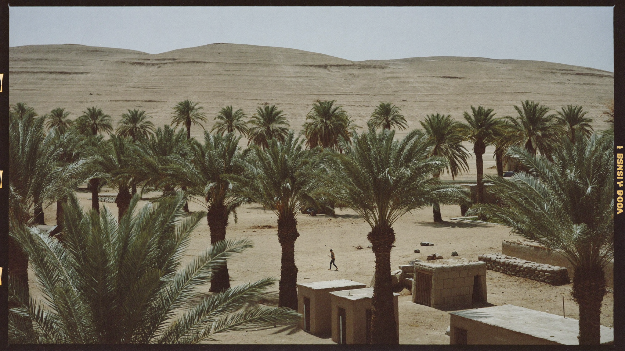 Palmeraie des Ziban à Biskra avec canaux d'irrigation et dattes Deglet Nour